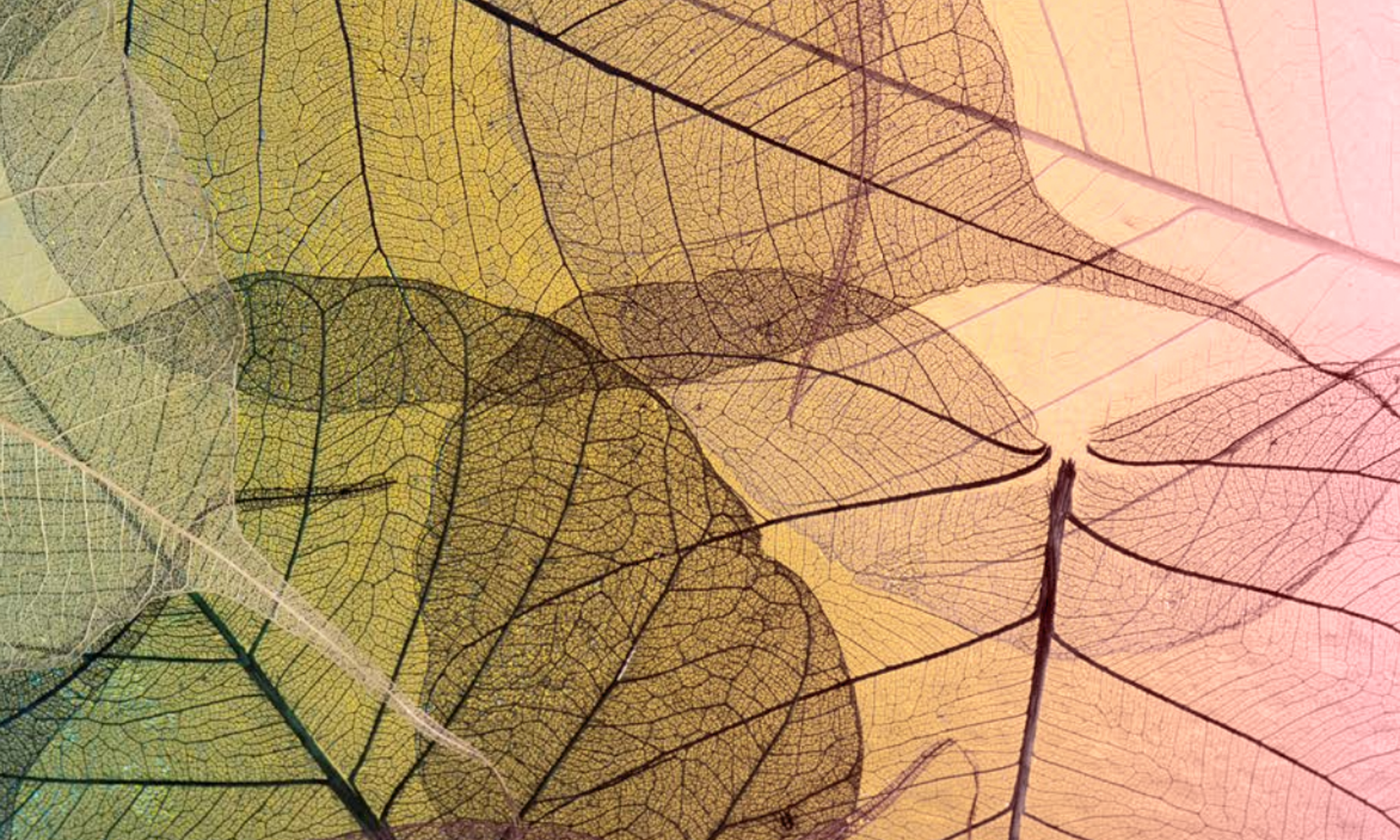 Fiera&nbsp;Capital’s 2020 Responsible Investment Report